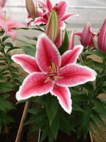 [4308 Dark Sensation GA No02.JPG]